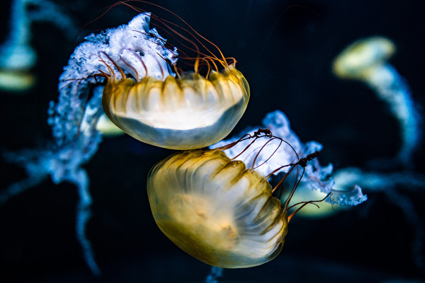 Jelly Fish.jpg