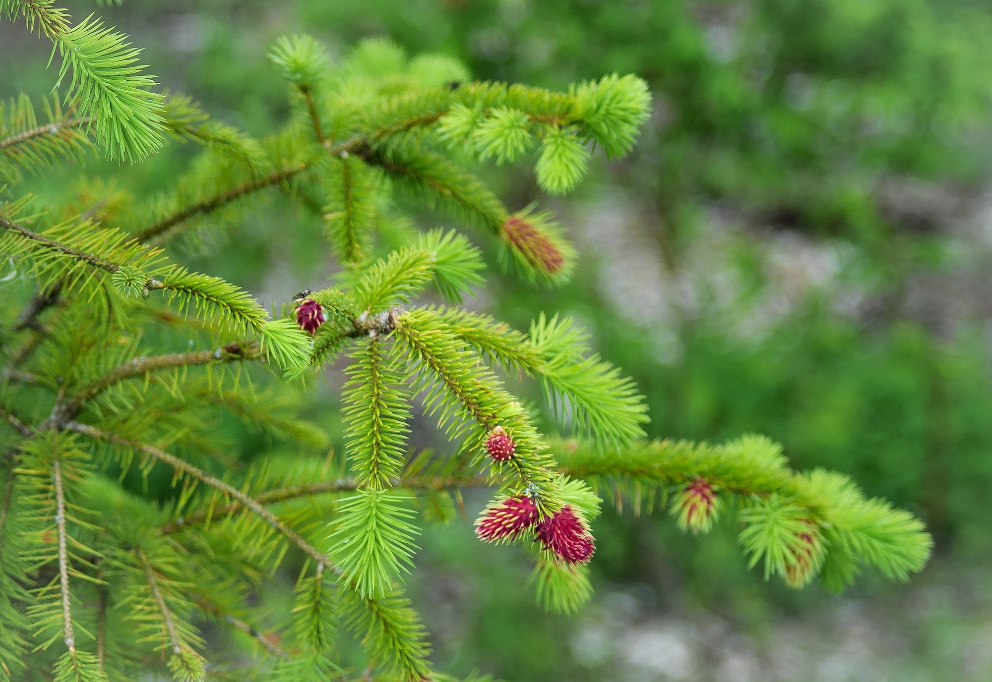 pine green with red laces