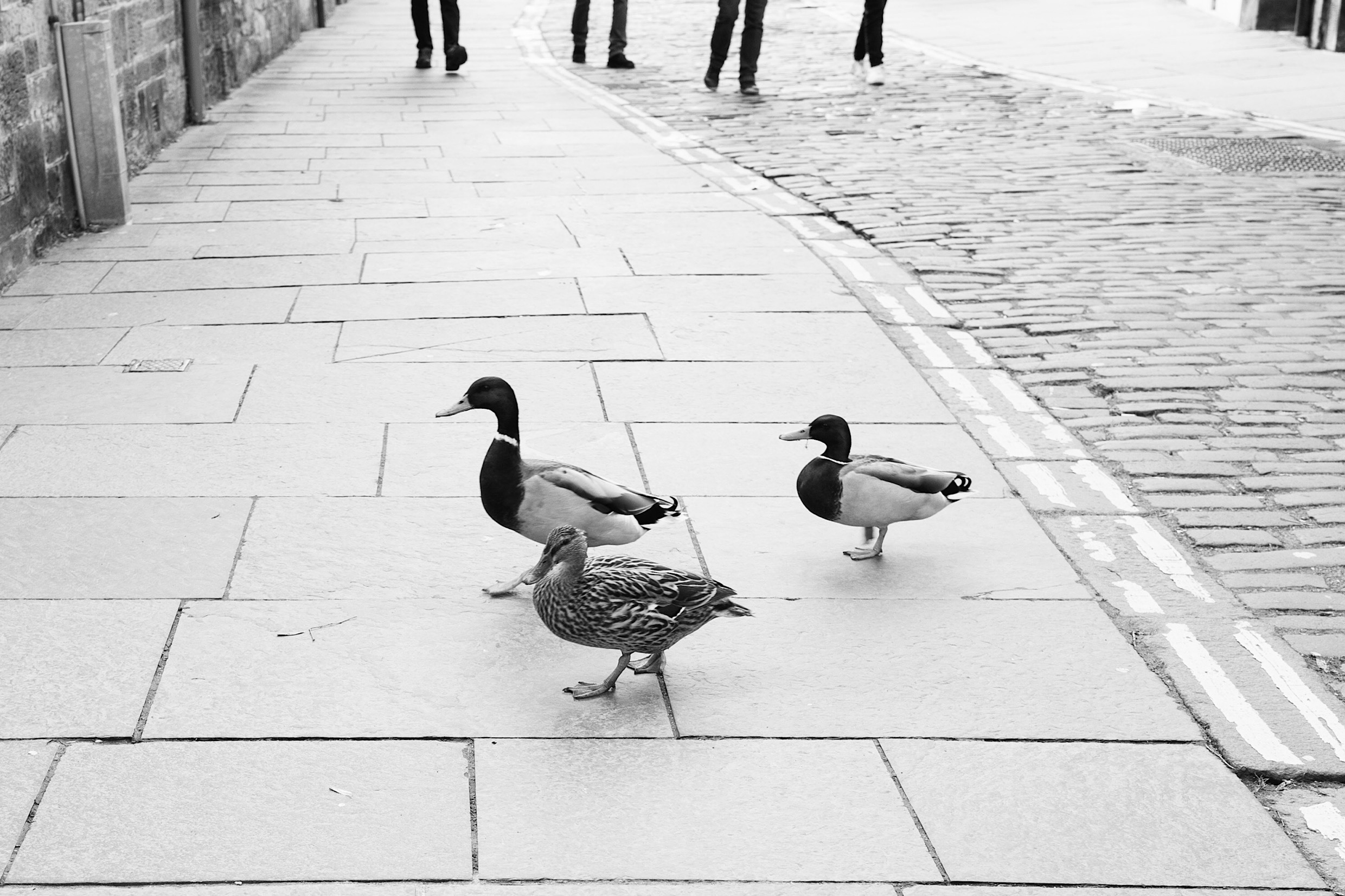 Duck Legs - Street Photography - Leica Forum